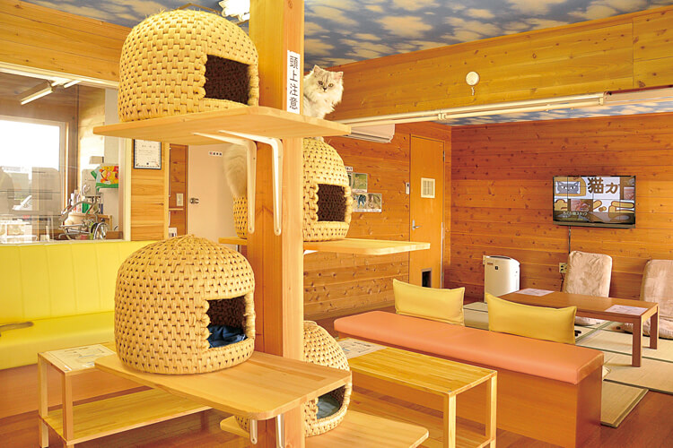 新潟 猫 カフェ